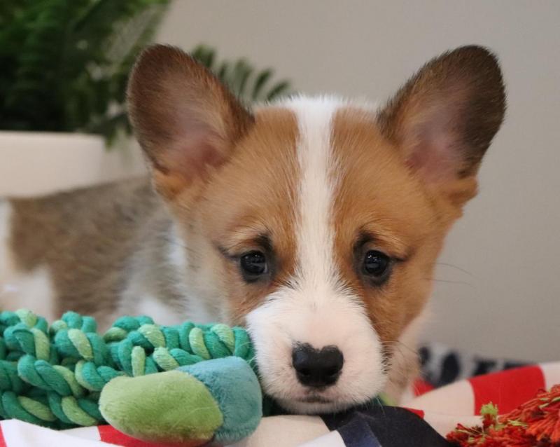 🐾💝Male and Female Pembroke Welsh Corgi Puppies Ready Now💝💝Call or text (716) 402-8078 Image eClassifieds4u