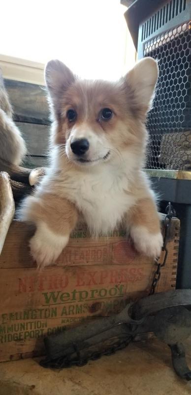 🐾💝Male and Female Pembroke Welsh Corgi Puppies Ready Now💝💝Call or text (716) 402-8078 Image eClassifieds4u