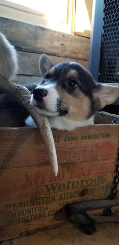 🐾💝Male and Female Pembroke Welsh Corgi Puppies Ready Now💝💝Call or text (716) 402-8078 Image eClassifieds4u