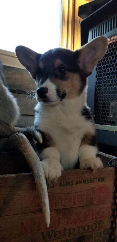 🐾💝Male and Female Pembroke Welsh Corgi Puppies Ready Now💝💝Call or text (716) 402-8078 Image eClassifieds4u