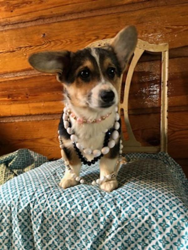 🐾💝Male and Female Pembroke Welsh Corgi Puppies Ready Now💝💝Call or text (716) 402-8078 Image eClassifieds4u