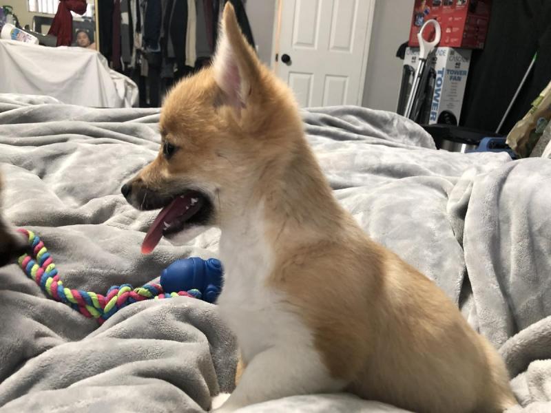 🐾💝Male and Female Pembroke Welsh Corgi Puppies Ready Now💝💝Call or text (716) 402-8078 Image eClassifieds4u