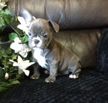 🐾💝🐾 ckc champion line French Bulldog puppies available! taking deposits now!🐾💝🐾