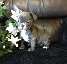 🐾💝🐾 ckc champion line French Bulldog puppies available! taking deposits now!🐾💝(716) 4