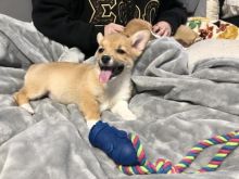 🐾💝Male and Female Pembroke Welsh Corgi Puppies Ready Now💝💝Call or text (716) 402-8078