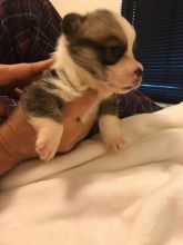 🐾💝Male and Female Pembroke Welsh Corgi Puppies Ready Now💝💝Call or text (716) 402-8078