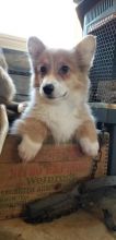 🐾💝Male and Female Pembroke Welsh Corgi Puppies Ready Now💝💝Call or text (716) 402-8078