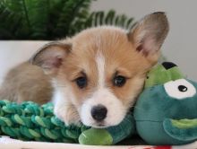 🐾💝Male and Female Pembroke Welsh Corgi Puppies Ready Now💝💝Call or text (716) 402-8078