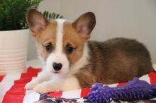 🐾💝Male and Female Pembroke Welsh Corgi Puppies Ready Now💝💝Call or text (716) 402-8078