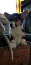 🐾💝Male and Female Pembroke Welsh Corgi Puppies Ready Now💝💝Call or text (716) 402-8078