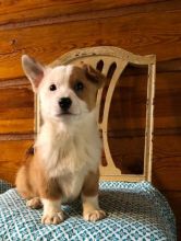 🐾💝Male and Female Pembroke Welsh Corgi Puppies Ready Now💝💝Call or text (716) 402-8078