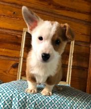 🐾💝Male and Female Pembroke Welsh Corgi Puppies Ready Now💝💝Call or text (716) 402-8078