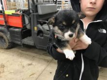 🐾💝Male and Female Pembroke Welsh Corgi Puppies Ready Now💝💝Call or text (716) 402-8078