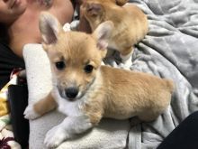 🐾💝Male and Female Pembroke Welsh Corgi Puppies Ready Now💝💝Call or text (716) 402-8078