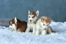 Blue Eye Siberian Husky Puppies Available