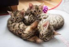 Cute Bengal kittens Available