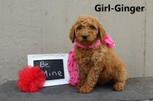 Sweet Goldendoodle Puppies