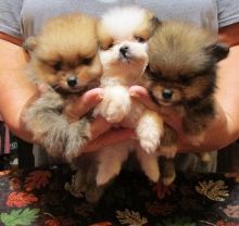 Teacup Pomeranian Puppies Available for Adoption