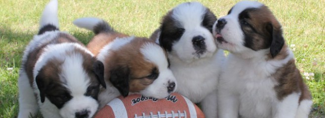 Beautiful Saint Bernard Pups available Image eClassifieds4u