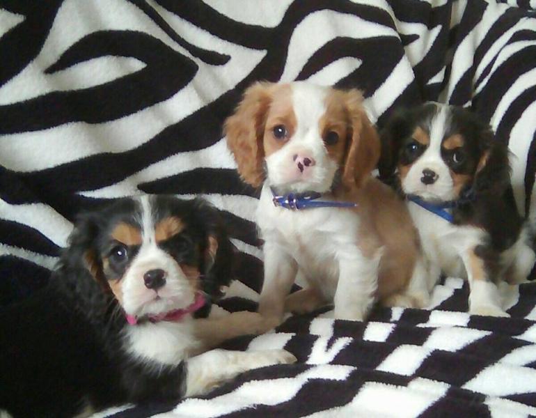 Gorgeous Cavalier King Charles Spaniel puppies available. Image eClassifieds4u