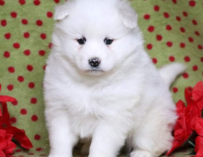 kfkkfwf samoyed pups ready now Image eClassifieds4u