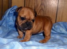 🐾💝🐾 ckc champion line French Bulldog puppies available! taking deposits now!🐾💝🐾 Image eClassifieds4U