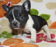 🐾💝🐾 ckc champion line French Bulldog puppies available! taking deposits now!🐾💝🐾 Image eClassifieds4U