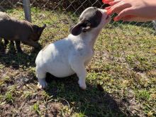 πΎππΎ ckc champion line French Bulldog puppies available! taking deposits now!πΎππΎ Image eClassifieds4U