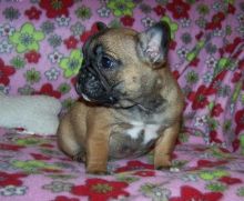🐾💝🐾 ckc champion line French Bulldog puppies available! taking deposits now!🐾💝🐾 Image eClassifieds4U