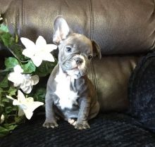 🐾💝🐾 ckc champion line French Bulldog puppies available! taking deposits now!🐾💝(716) 4 Image eClassifieds4U