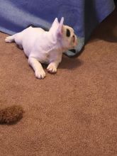 🐾💝🐾 ckc champion line French Bulldog puppies available! taking deposits now!🐾💝(716) 4 Image eClassifieds4U