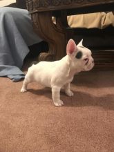 🐾💝🐾 ckc champion line French Bulldog puppies available! taking deposits now!🐾💝(716) 4 Image eClassifieds4U