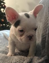 🐾💝🐾 ckc champion line French Bulldog puppies available! taking deposits now!🐾💝(716) 4 Image eClassifieds4U