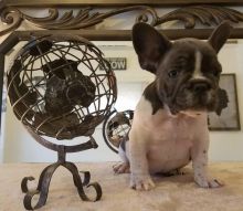 🐾💝🐾 ckc champion line French Bulldog puppies available! taking deposits now!🐾💝(716) 4 Image eClassifieds4U