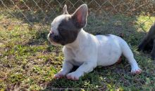 🐾💝🐾 ckc champion line French Bulldog puppies available! taking deposits now!🐾💝(716) 4 Image eClassifieds4U