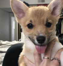 🐾💝Male and Female Pembroke Welsh Corgi Puppies Ready Now💝💝Call or text (716) 402-8078 Image eClassifieds4U