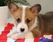 🐾💝Male and Female Pembroke Welsh Corgi Puppies Ready Now💝💝Call or text (716) 402-8078 Image eClassifieds4U