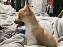 🐾💝Male and Female Pembroke Welsh Corgi Puppies Ready Now💝💝Call or text (716) 402-8078 Image eClassifieds4U