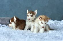 Blue Eye Siberian Husky Puppies Available Image eClassifieds4U