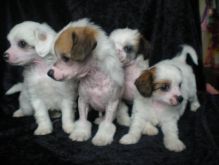 Wonderful Chinese crested pups Available Image eClassifieds4u 1