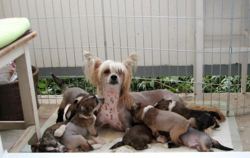 Wonderful Chinese crested pups Available Image eClassifieds4u