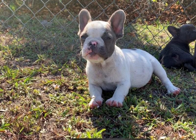 🐾💝🐾 ckc champion line French Bulldog puppies available! taking deposits now!🐾💝(716) 4 Image eClassifieds4u