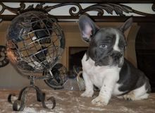 🐾💝🐾 ckc champion line French Bulldog puppies available! taking deposits now!🐾💝(716) 4