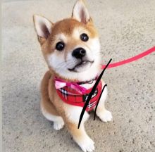 Active shiba inu Puppy For Adoption [ fabianrecaldo@gmail.com]