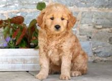 Adorable F1 Mini Goldendoodle Puppies