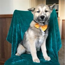 Adorable male and female Pomsky Puppies