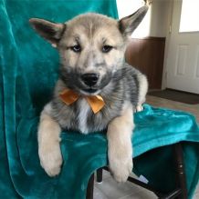 Adorable male and female Pomsky Puppies