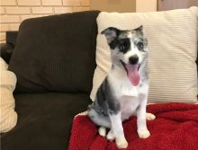 Adorable male and female Pomsky Puppies