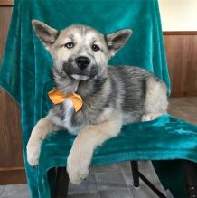 Adorable male and female Pomsky Puppies