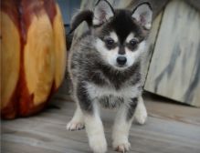 Adorable male and female Pomsky Puppies